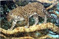 leopard 21